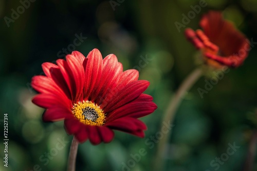 A red dahlia flower