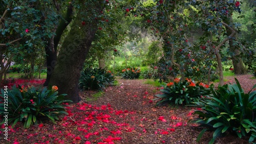 A flower path in a garden