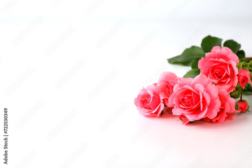 Beautiful red rose flowers on white background, bouquet, isolated. Blooming romantic pink roses - symbol of love and celebration. Happy Valentine day, women day