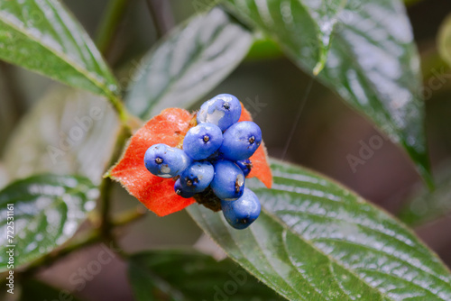 Palicourea tomentosa or Psychotria poeppigiana, sore-mouth bush with fruits at Laguna Del Lagarto Lodge, Costa Rica photo