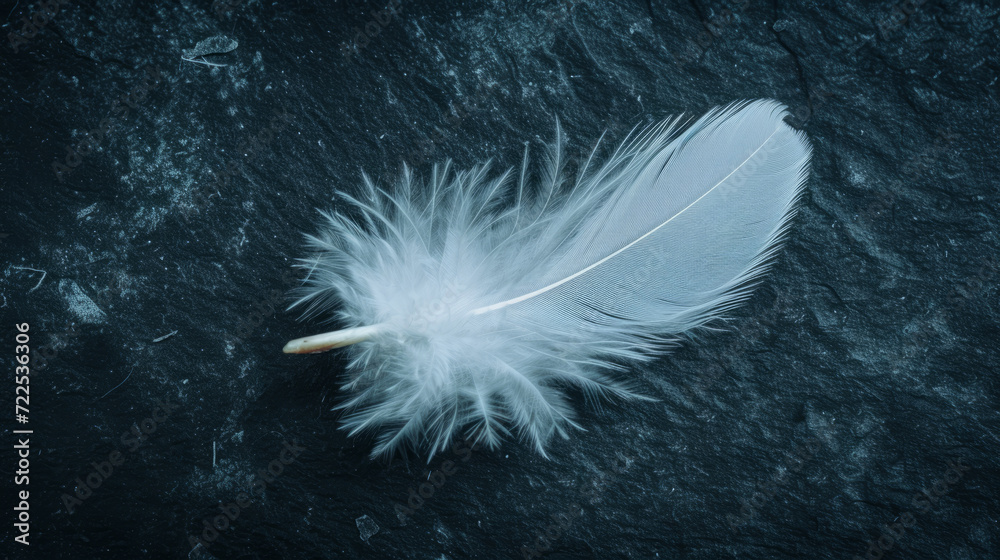 Obraz premium Minimalist photo of a feather on a dark background.