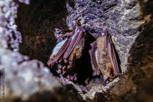 Quadro su tela Colony of sleeping bats in the cave