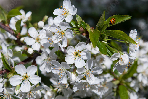 ladybug on a cherry branch blooming with white flowers
