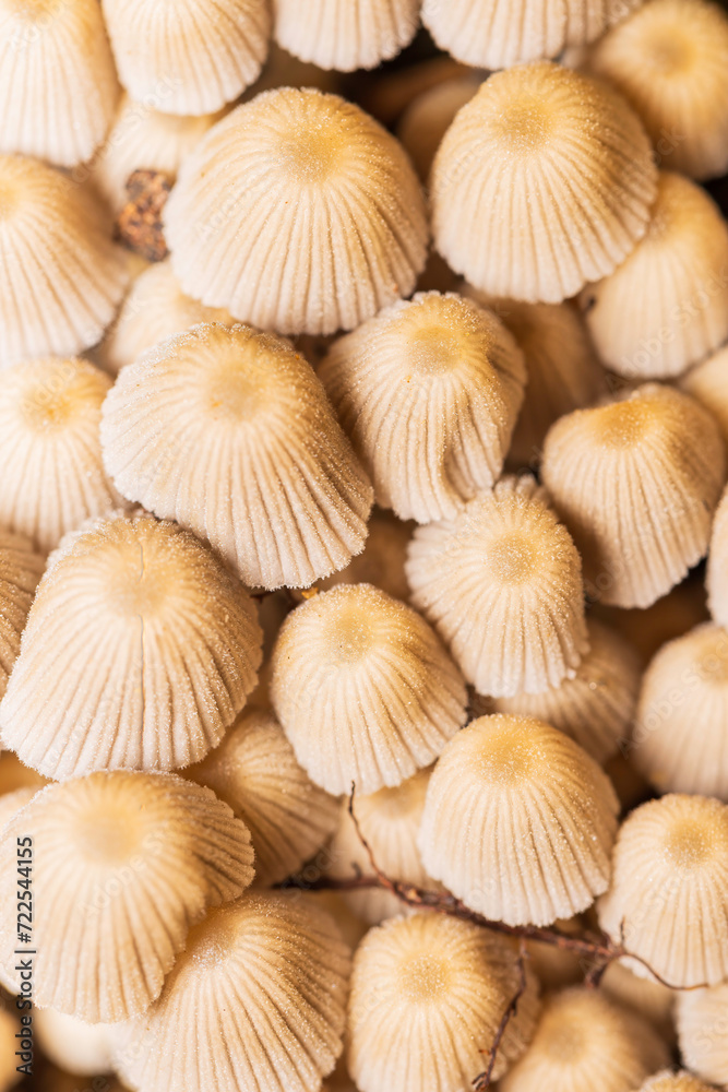 mushroom background mushroom background