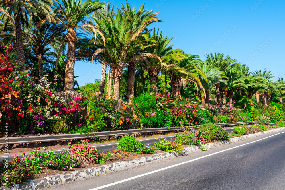 Fresh flowers on the side of the road surrounded by palm trees in the spring season in Fuerteventura, Canary Islands of Spain