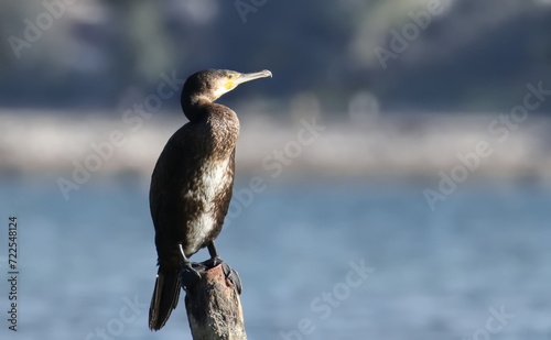 Great cormorant on wooden post, Phalacrocorax carbo, birds of Montenegro