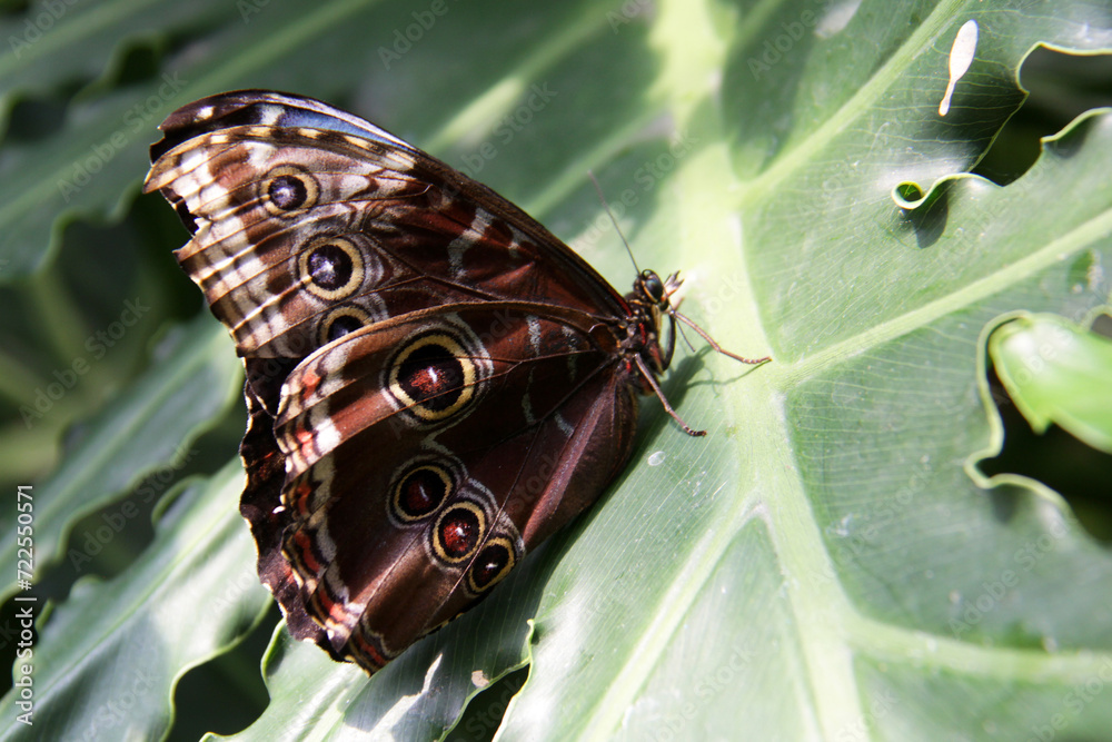 Butterfly on leaf