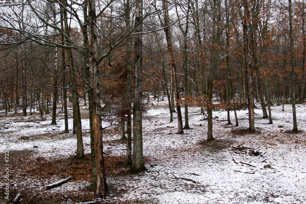 Winter forest in the snow