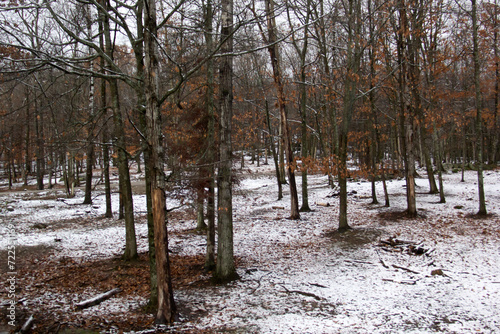 Obraz na płótnie Winter forest in the snow w salonie