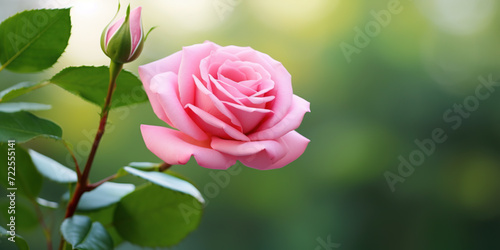 A close-up of a single pink rose with a blurred background of green foliage