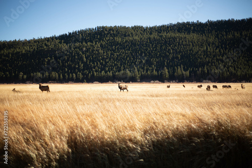 Colorado, Rocky Mountain National Park, Elk, Fall 