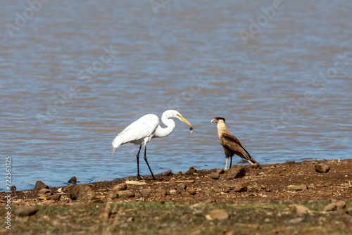 Toxostoma curvirostre (cuicacoche psiquicurvo photo