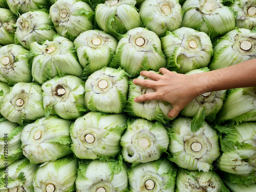 Fresh green color cabbage plant