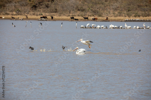 pelicano blanco americano (Pelecanus erythrorhynchos) en tenamaxtlan jalisco