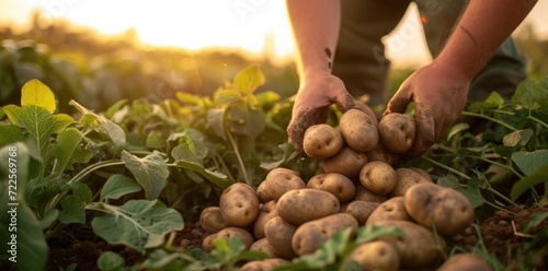 hand farmer picking potatoes from soil on field with golden sun rays, harvest time concept agriculture 