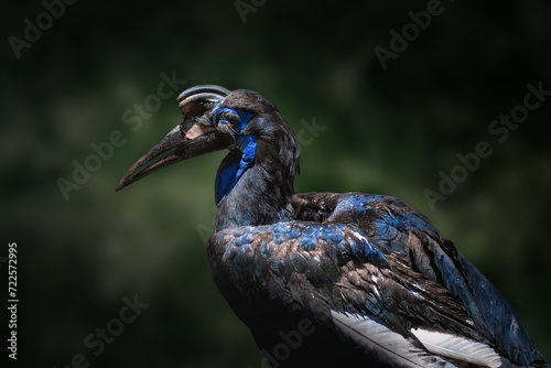 Female Abyssinian Ground Hornbill (Bucorvus abyssinicus) photo