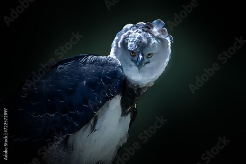 Tableau sur toile Harpy Eagle (Harpia harpyja) - Bird of Prey