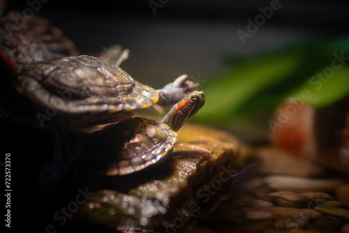 Red-eared Slider turtle (Trachemys scripta elegans) hatchling photo