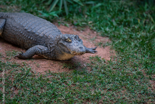 Spectacled Caiman  Caiman Crocodilus  - Alligator