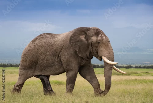 Fototapeta Wielkie słonie na afrykańskiej sawannie w Amboseli Kenia