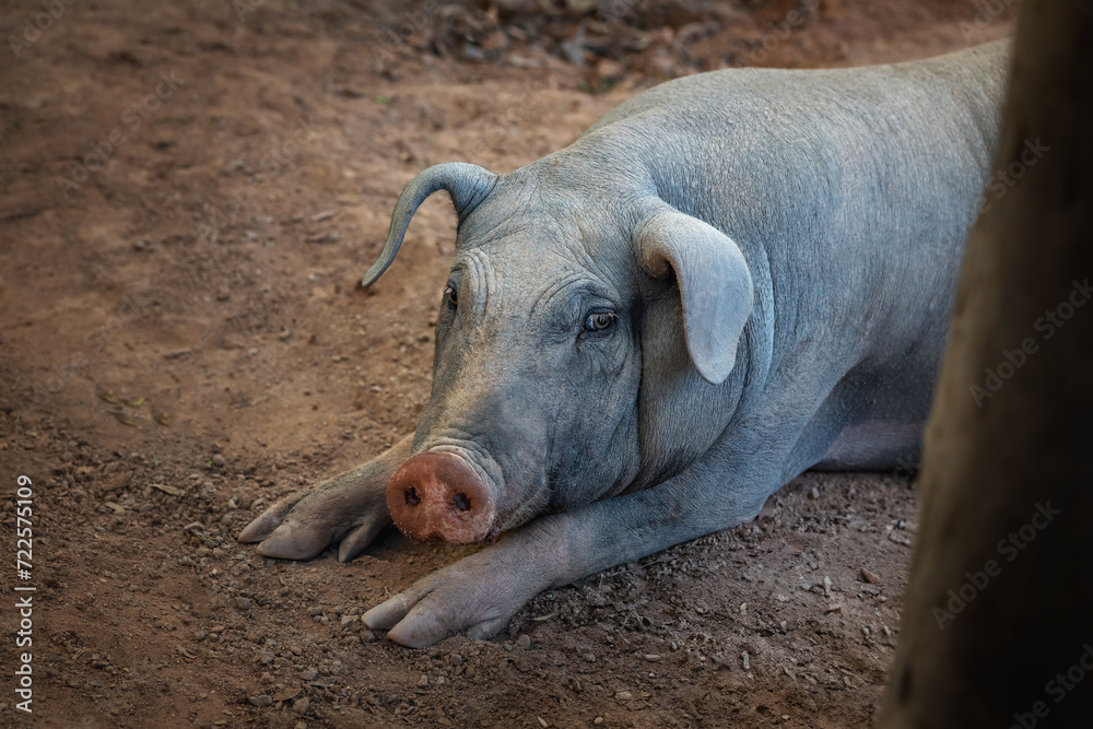 Domestic Pig (Sus scrofa domesticus) Domestic Pig (Sus scrofa domesticus)