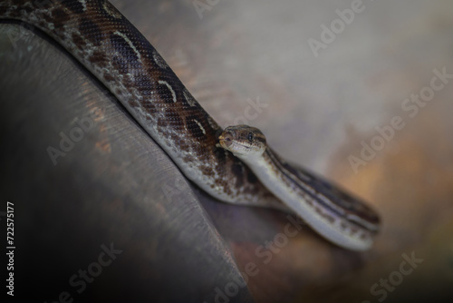 Eastern Rainbow Boa snake (Epicrates crassus) photo