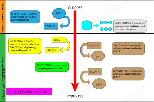 Summary of the reactions of the glycolysis pathway .Vector illustration

