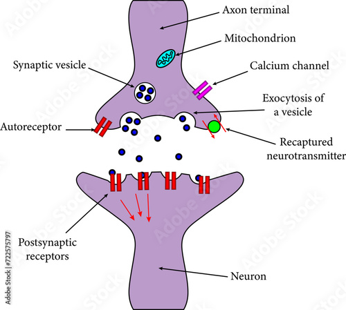 An axon terminal  is transmitting a signal to neuron.Vector illustration.