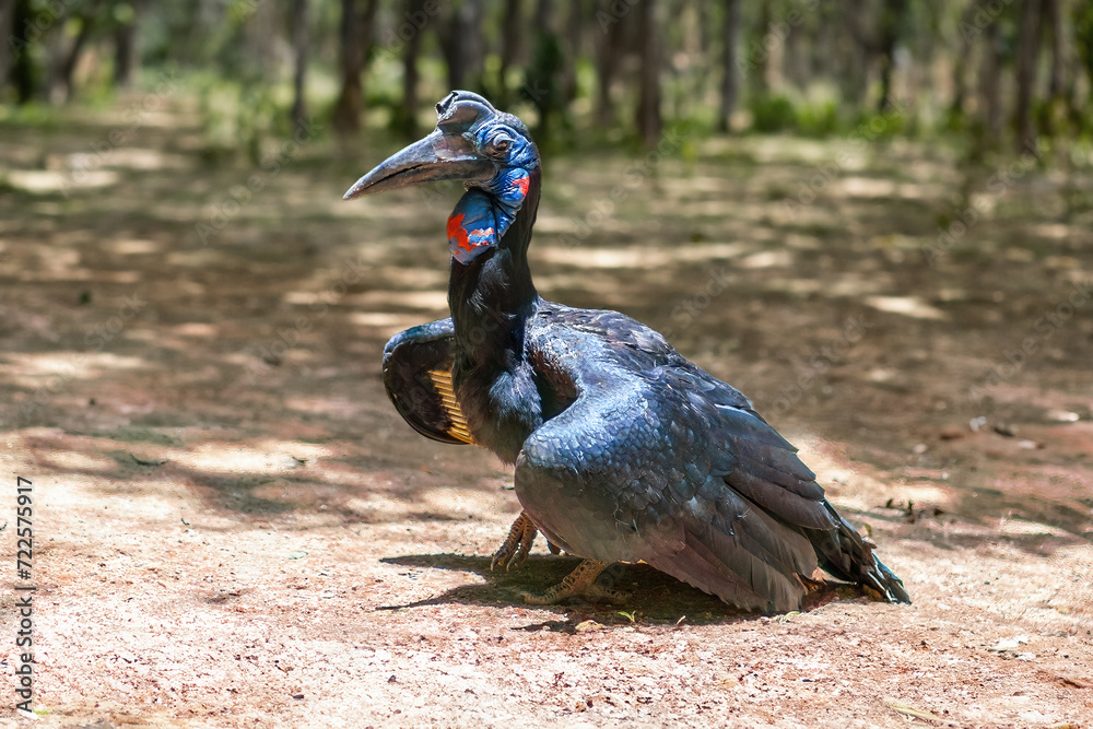 Naklejka premium Abyssinian Ground Hornbill (Bucorvus abyssinicus)