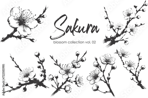 Cherry flower blossom collection. Spring almond, sakura, apple tree branch, hand draw doodle vector illustration. Cute black ink art, isolated on white background. Realistic floral bloom sketch.