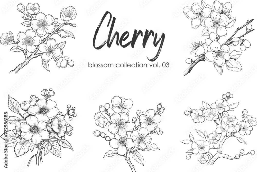 Cherry flower blossom collection. Spring almond, sakura, apple tree branch, hand draw doodle vector illustration. Cute black ink art, isolated on white background. Realistic floral bloom sketch.