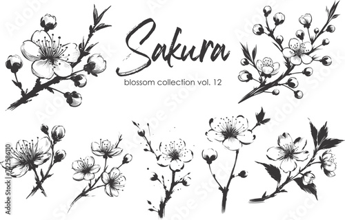 Cherry flower blossom collection. Spring almond, sakura, apple tree branch, hand draw doodle vector illustration. Cute black ink art, isolated on white background. Realistic floral bloom sketch.
