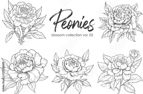Peonies line art vector illustration set isolated on white. Flower black ink sketch. Modern minimalist hand drawn design.