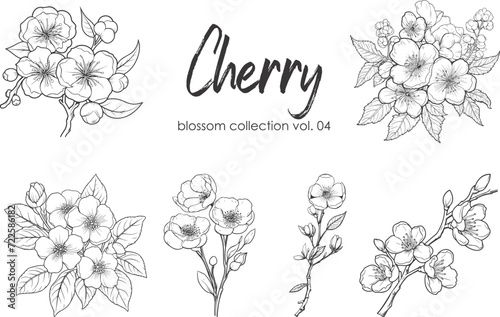 Cherry flower blossom collection. Spring almond, sakura, apple tree branch, hand draw doodle vector illustration. Cute black ink art, isolated on white background. Realistic floral bloom sketch.