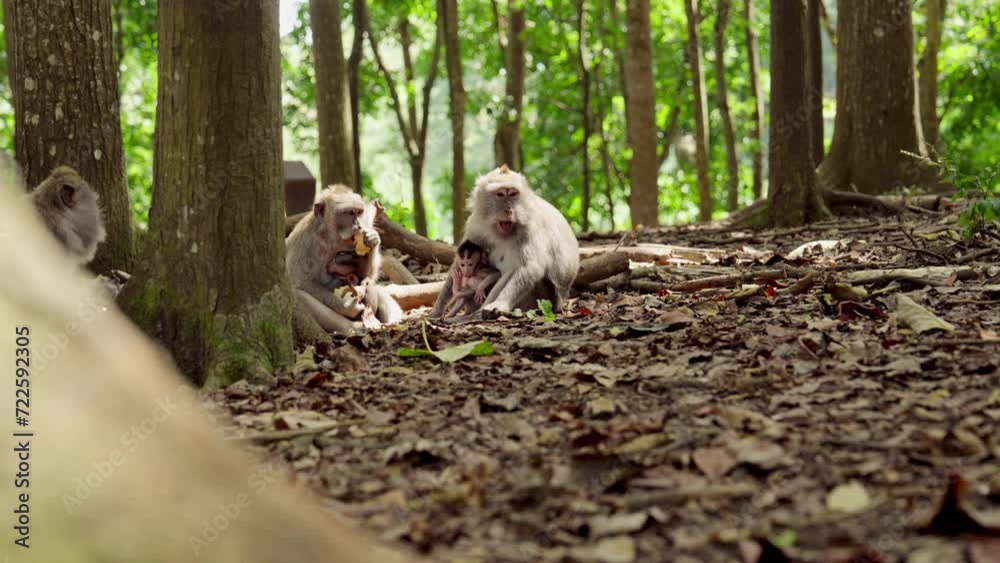 Monkeys And Infants Resting On Forest Grounds Monkeys And Infants Resting On Forest Grounds