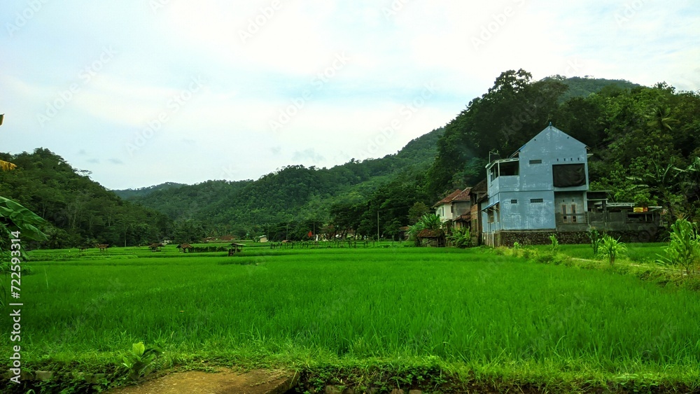 View of the house between rice fields and mountains 