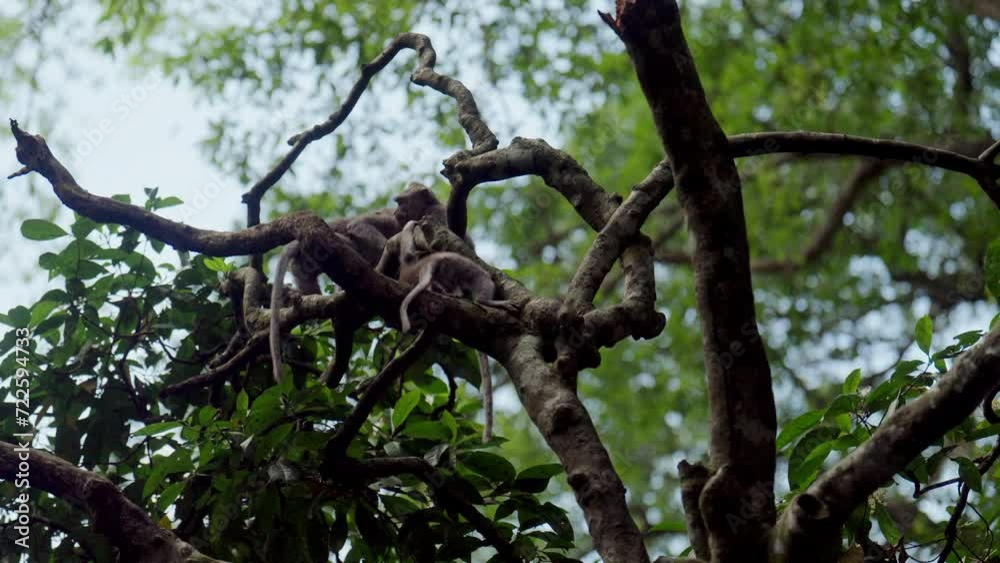 Monkeys Playing On Tree Branch Monkeys Playing On Tree Branch