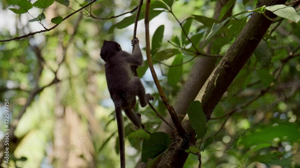 Infant Monkey Feeding On Leaves Infant Monkey Feeding On Leaves