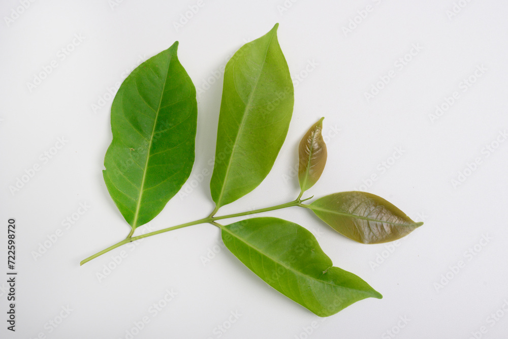 Bay leaf, Syzygium polyanthum, is the name of the tree that produces spice leaves used in Indonesian cooking Bay leaf, Syzygium polyanthum, is the name of the tree that produces spice leaves used in Indonesian cooking