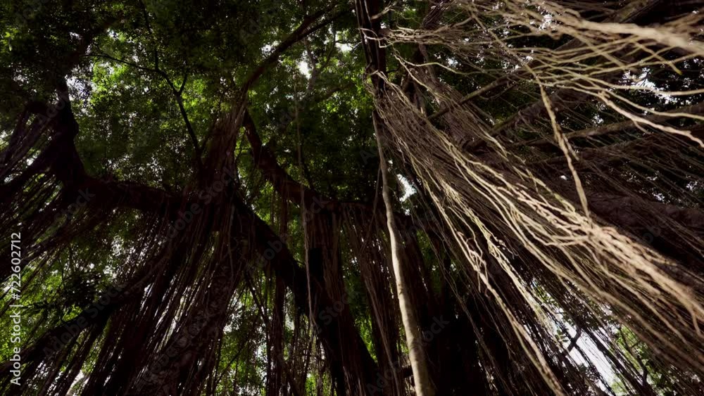 Dense Forest Canopy With Hanging Vines Dense Forest Canopy With Hanging Vines