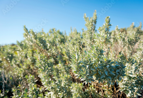 Saltbush, atriplex or orache as it's sometimes known is a common bush in Australia's desert areas