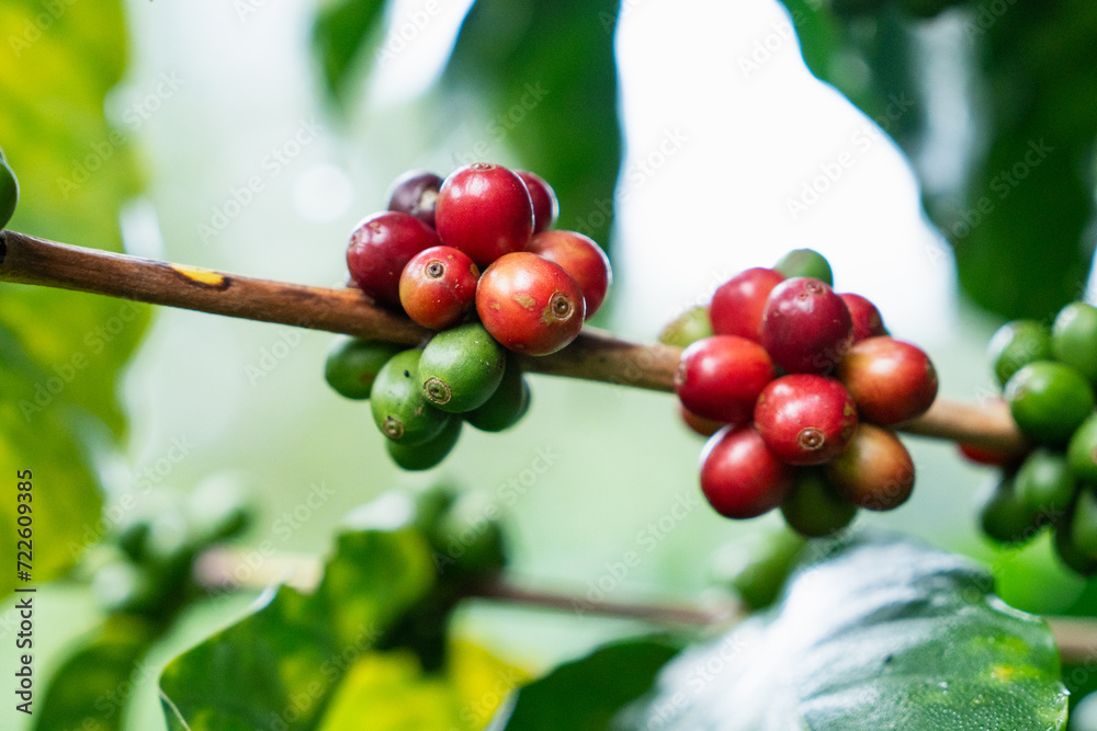 Red coffee beans field in the coffee farm picking with fresh red coffee beans, Robusta, Arabica coffee berries by agriculturist hands, red berry branch in farm, harvesting in mountain. Red coffee beans field in the coffee farm picking with fresh red coffee beans, Robusta, Arabica coffee berries by agriculturist hands, red berry branch in farm, harvesting in mountain.