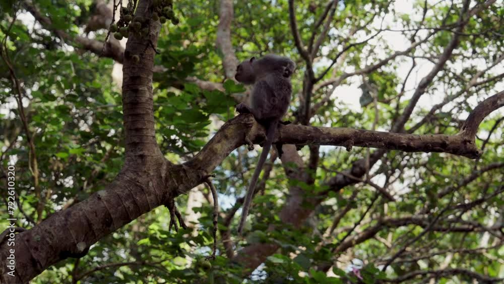 Monkey Back Scratching In Daylight Monkey Back Scratching In Daylight