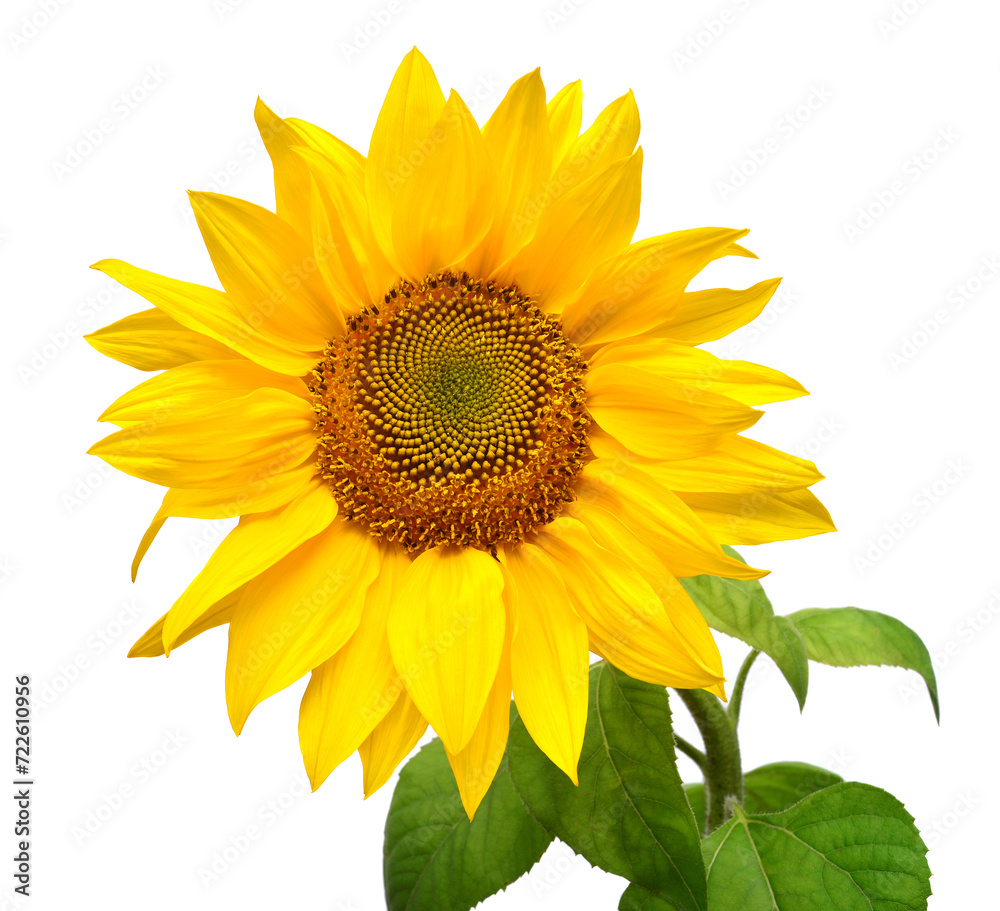 Naklejka premium Sunflower head isolated on white background. Sun symbol. Flowers yellow, agriculture. Seeds and oil