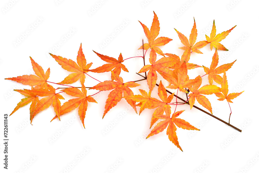 Collection autumn japanese maple leaf isolated on white background. Flat lay, top view Collection autumn japanese maple leaf isolated on white background. Flat lay, top view