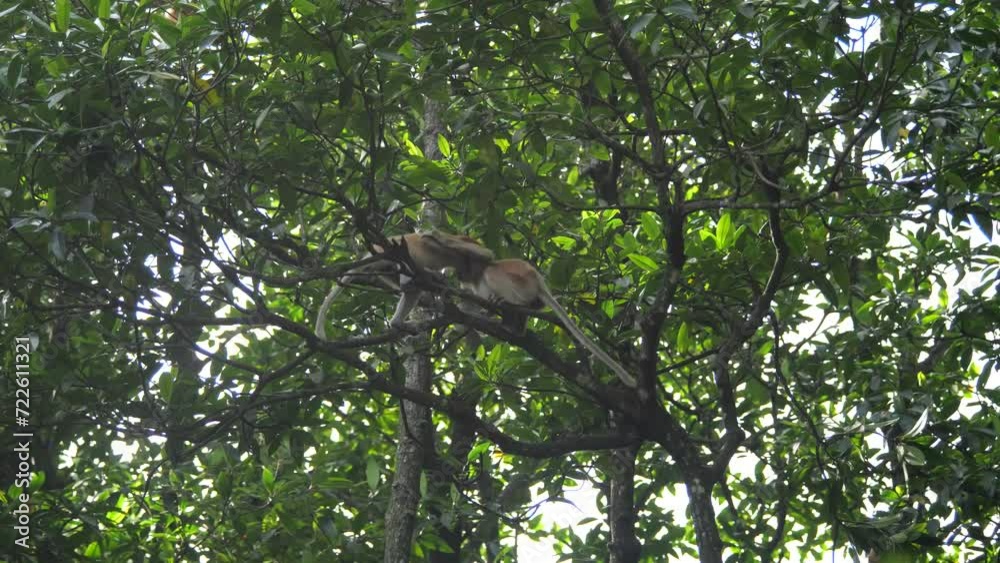 Long Nose monkey with baby. Proboscis monkey baby playing in mangrove tree. Female proboscis monkey (Nasalis larvatus) with her baby in a natural habitat in rainforest of Borneo Island Long Nose monkey with baby. Proboscis monkey baby playing in mangrove tree. Female proboscis monkey (Nasalis larvatus) with her baby in a natural habitat in rainforest of Borneo Island