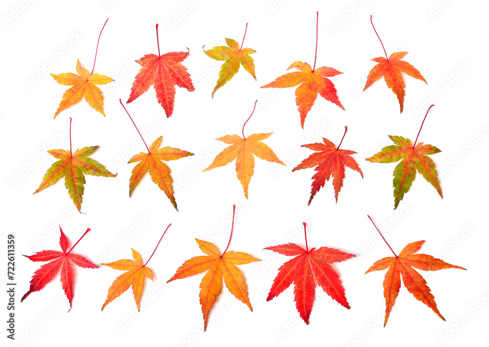 Collection autumn japanese maple leaf isolated on white background. Flat lay, top view Collection autumn japanese maple leaf isolated on white background. Flat lay, top view