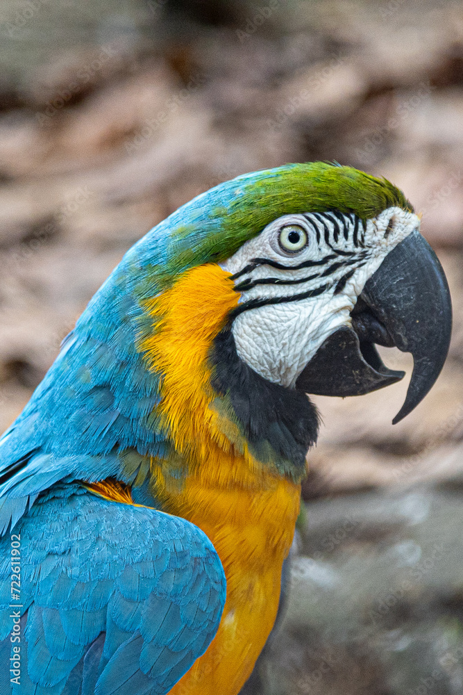 blue and yellow macaw side face