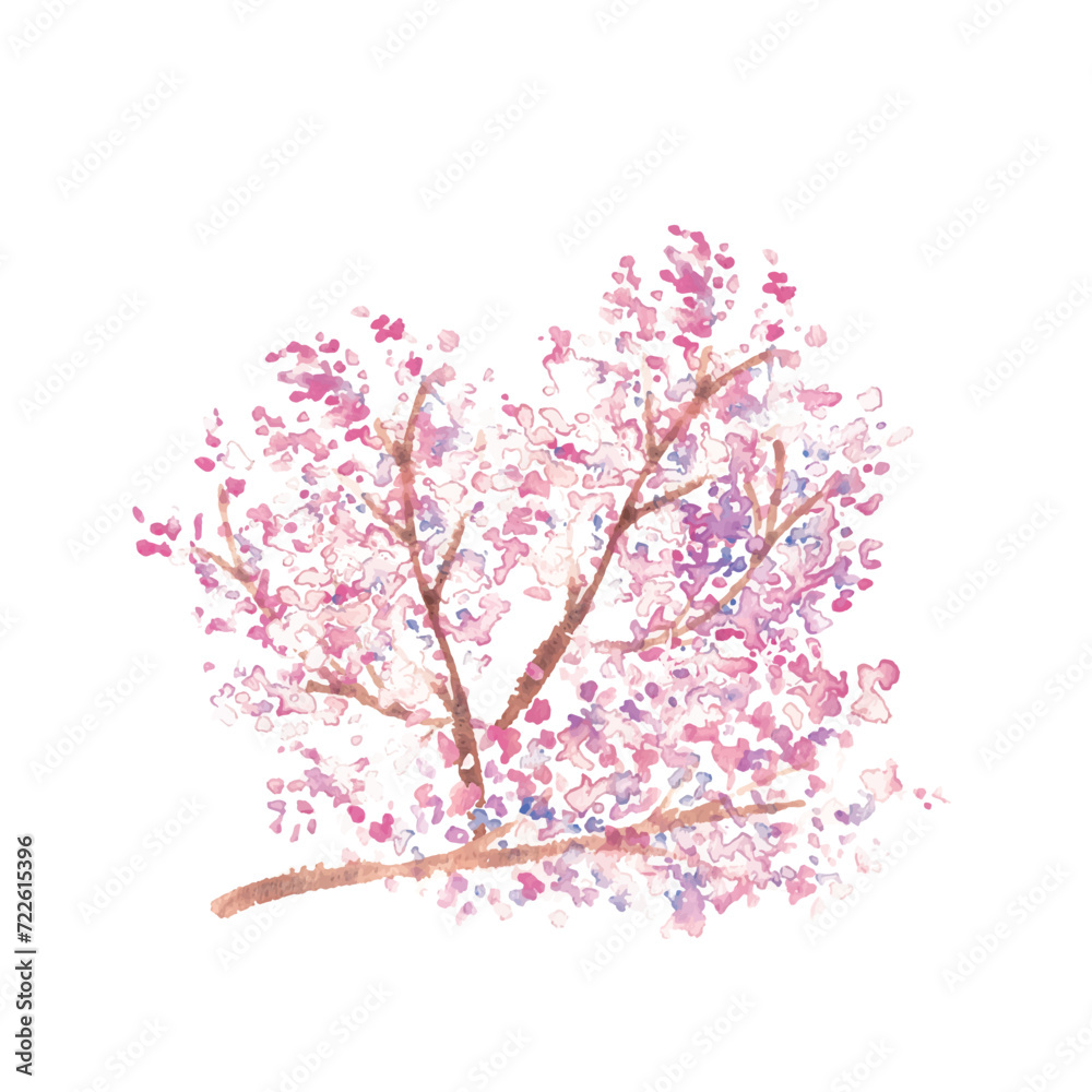 水彩画。水彩タッチの春の桜ベクターイラスト。Watercolor painting. Spring cherry blossom vector illustration with watercolor touch. Cherry blossoms with petals in full bloom. Japanese style cherry blossom illustration.