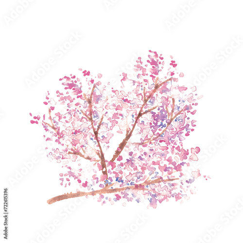                                                                   Watercolor painting. Spring cherry blossom vector illustration with watercolor touch. Cherry blossoms with petals in full bloom. Japanese style cherry blossom illustration.
